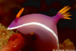Hypselodoris bullockii. Malapascua. by Anouk Houben 